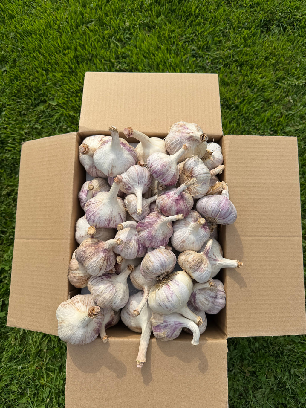 Žāvēti ķiploki L izmērs - 15KG