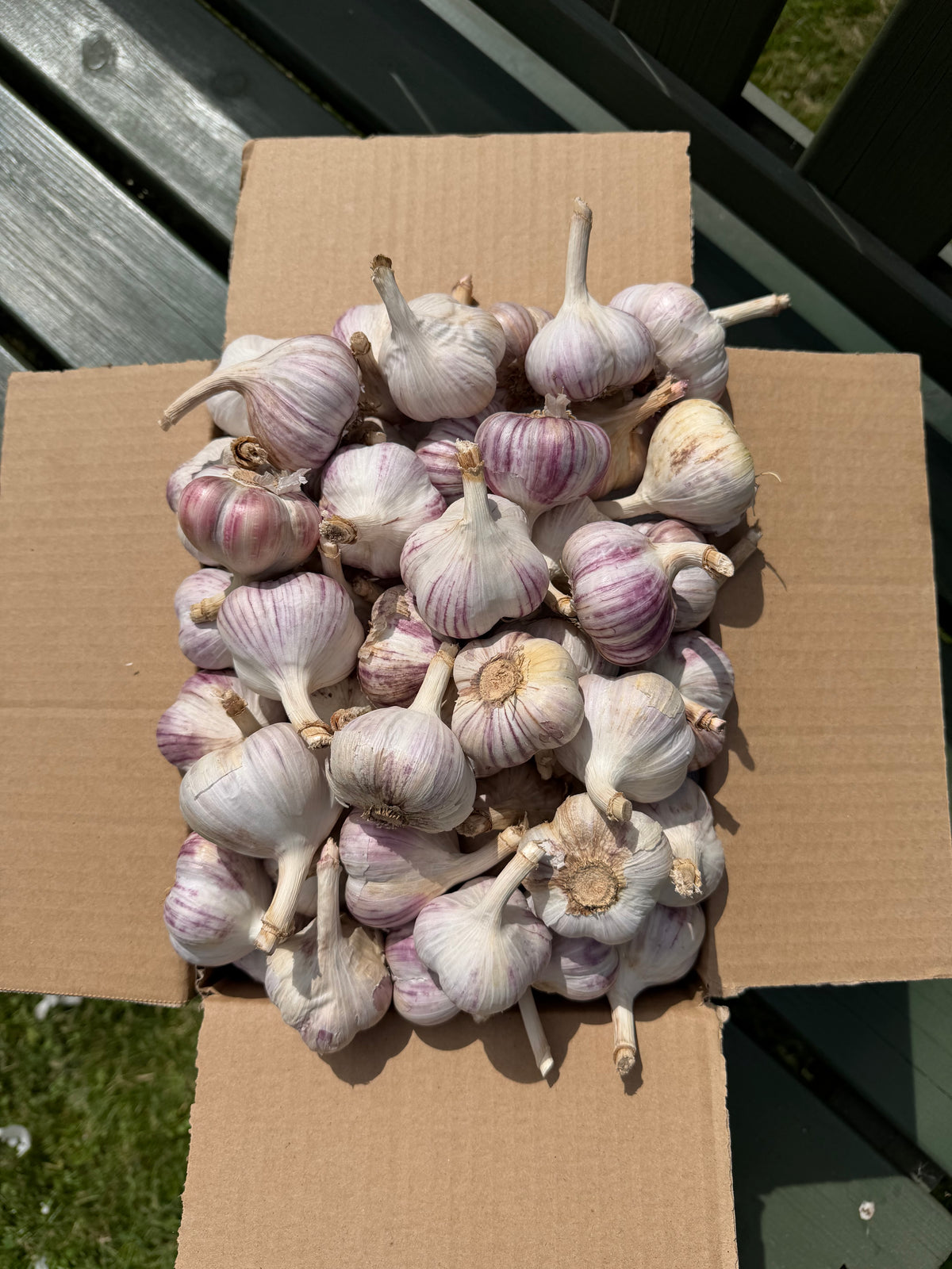 Žāvēti ķipoki M izmērs - 15KG