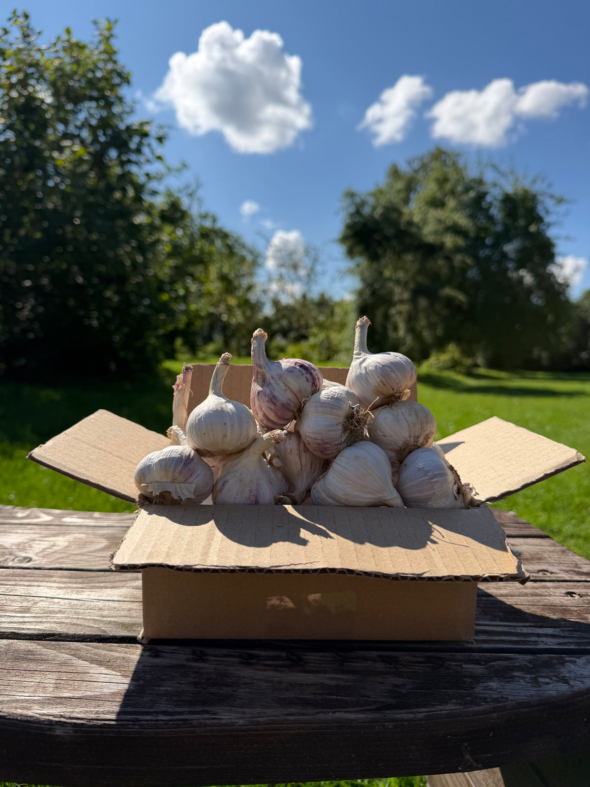 Žāvēti ķiploki S izmērs - 10 Kg