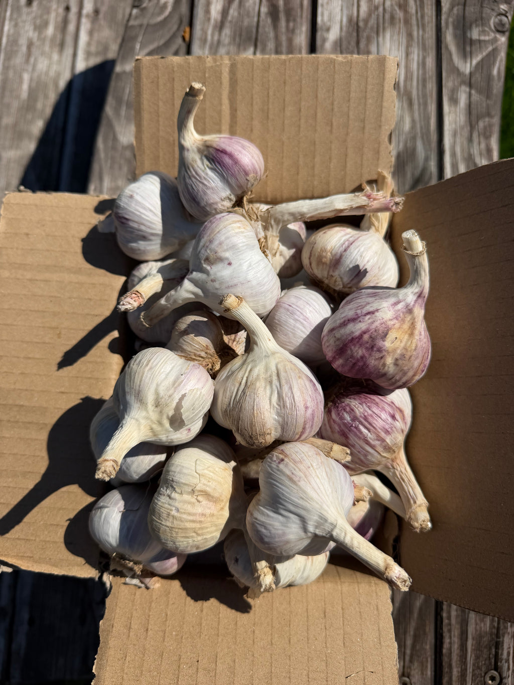 Žāvēti ķiploki S izmērs - 10 Kg